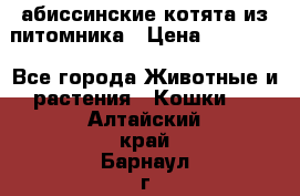 абиссинские котята из питомника › Цена ­ 15 000 - Все города Животные и растения » Кошки   . Алтайский край,Барнаул г.